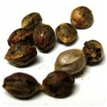 Семена марихуаны АК-47  (Seeds AK-47) в Саранске